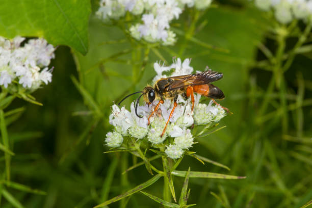 istock Golden digger wasp foraging for nectar on mountain mint flowers. 856824824