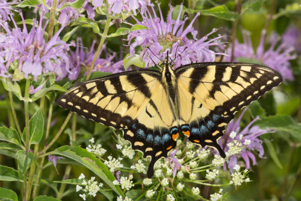 istock Tiger swallowtail butterfly foraging on lavender bee balm flower, Connecticut. 856827346