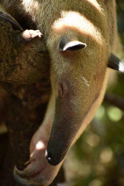 муравьед - anteater animal nose animal ant стоковые фото и изображения