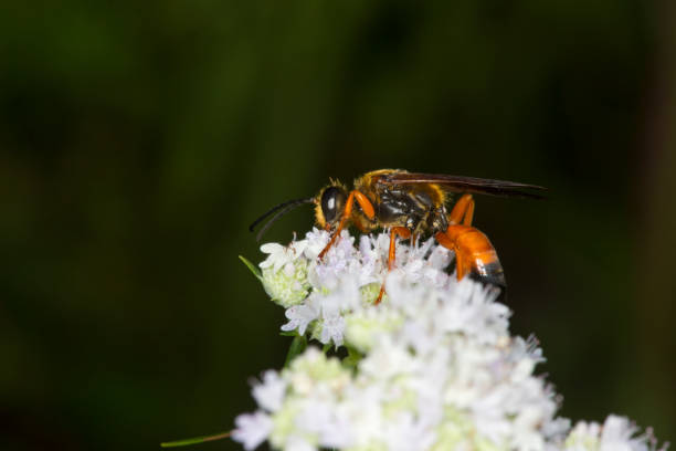 istock Golden digger wasp foraging for nectar on mountain mint flowers. 856831684