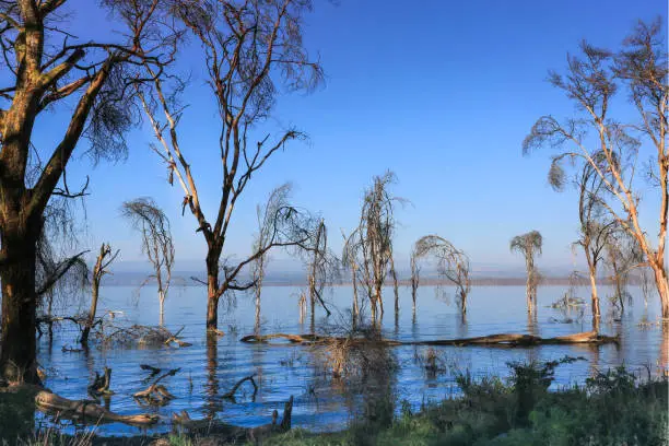 Kenya, Africa. The lake Naivasha at sunrise. Trees grow in the water.