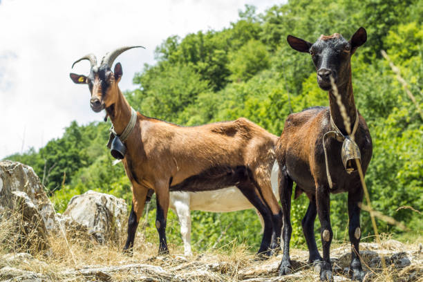 istock Goat of the mountain 856846668