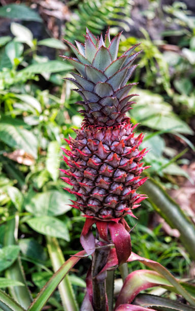 istock Growing young pineapple in tropical regions 856847410