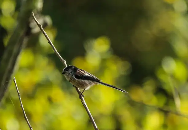 Photo of Long-Tailed Tit