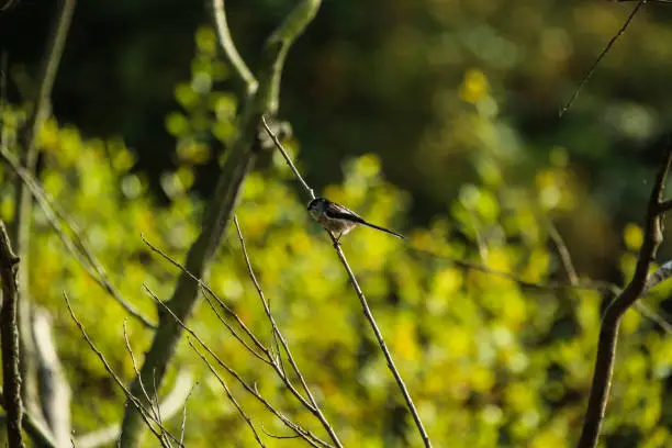 Photo of Long-Tailed Tit