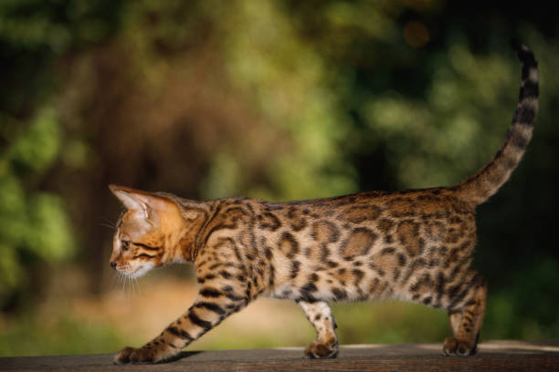 istock Bengal Cat outdoor 856849544
