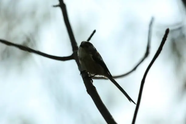 Photo of Long-Tailed Tit