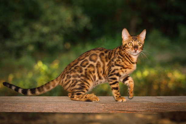 istock Bengal Cat outdoor 856850214