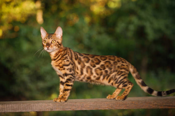 istock Bengal Cat outdoor 856850324