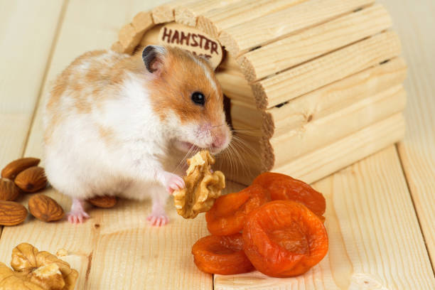 istock A hamster close-up eats a walnut from his wooden house. 856854066