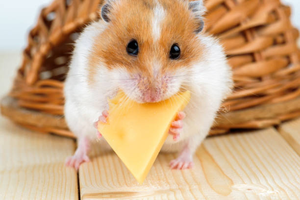 istock A hamster close-up eats cheese near its wooden house. 856854254