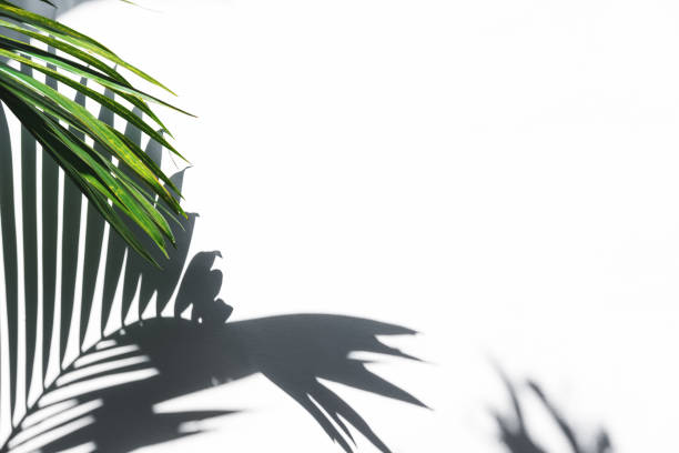 istock Silhouette shadow of palm leaves on white wall 856854282