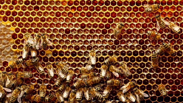 4K Close up of bees on honeycomb in apiary