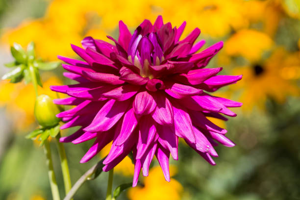 istock Pink Dahlia flower with dew drops - Stock image 856857768
