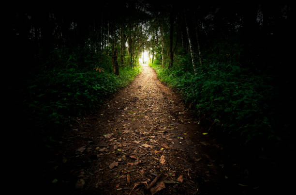 Pedestrian walk in the jungle forest and Light up stock photo