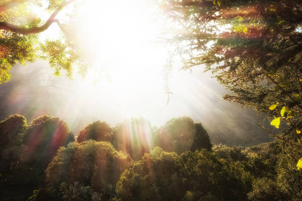 jardín del edén: idílico bosque con rayos celestiales - antiguo testamento fotografías e imágenes de stock