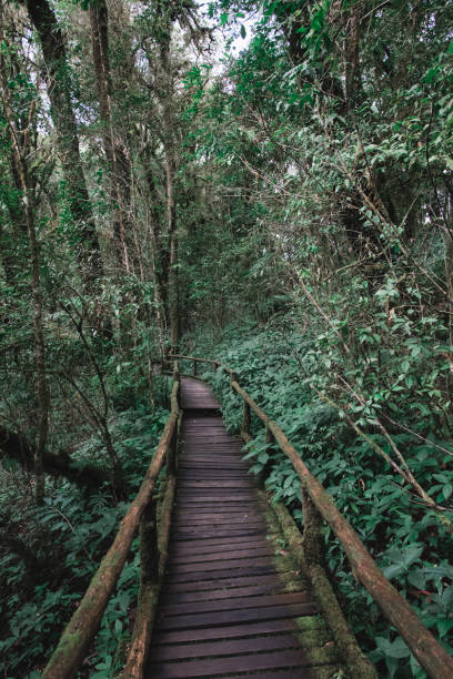 istock Wooden Boardwalk Hiking Trail through the Forest, Thailand 856862434