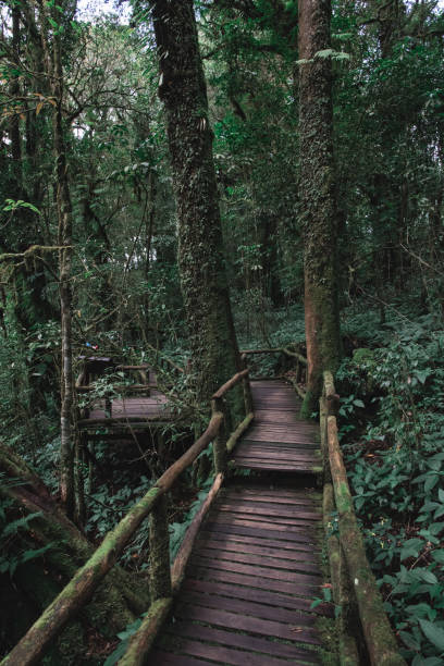 istock Wooden Boardwalk Hiking Trail through the Forest, Thailand 856862486