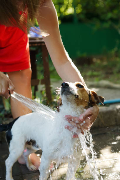 istock Woman bathing dog outside 856865338