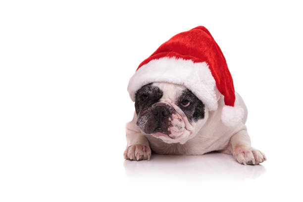 istock french bulldog wearing santa claus red hat 856869014