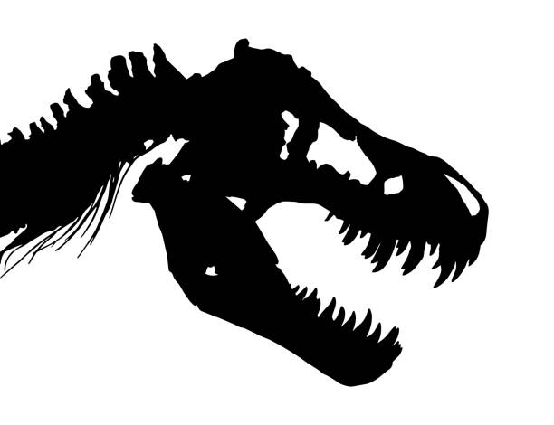 ilustraciones, imágenes clip art, dibujos animados e iconos de stock de esqueleto de tiranosaurio rex (t-rex) (cráneo y cuello). vector de - dinosaur fossil tyrannosaurus rex animal skeleton