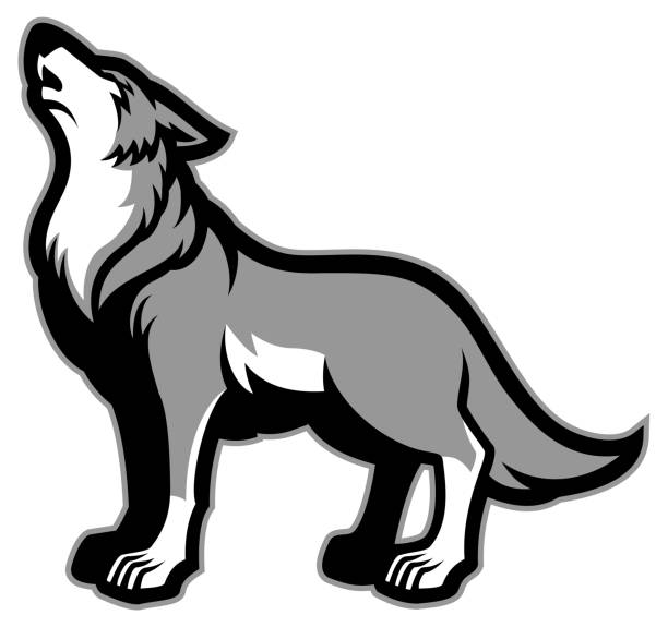 howling wolf vector of howling wolf mean dog stock illustrations