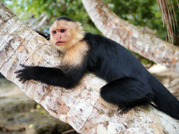 White-faced capuchin monkey on a coconut tree trunk, national park of Cahuita, Caribbean, Costa Rica