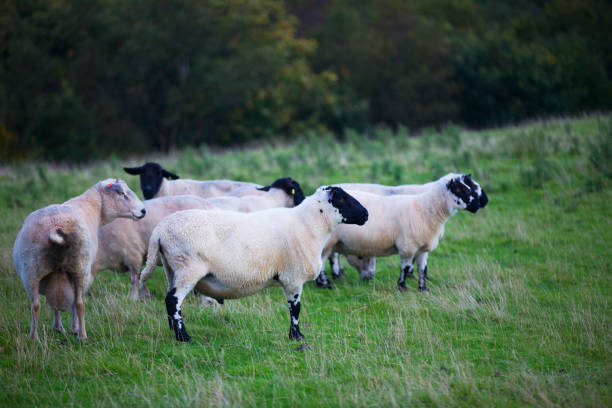 istock The sheep of Wales 856869882