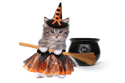 Cute Halloween bruja gatito temática photo