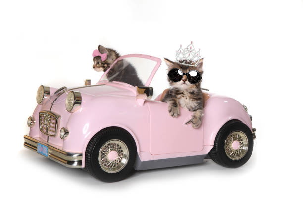 Maincoon Kittens With Driving a Convertible