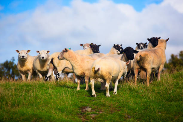 istock The sheep of Wales 856870252