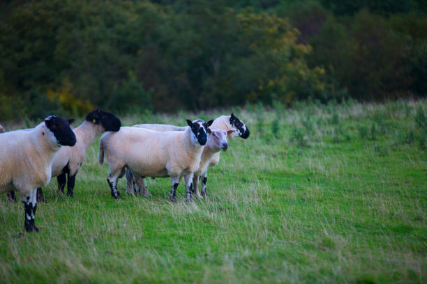 istock The sheep of Wales 856870278