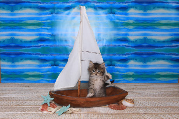 istock Maincoon Kitten With Big Eyes in Sailboat 856870286