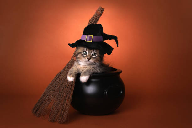 Cute Halloween Witch Themed Kitten Funny Halloween Witch Themed Kitten cauldron photos stock pictures, royalty-free photos & images