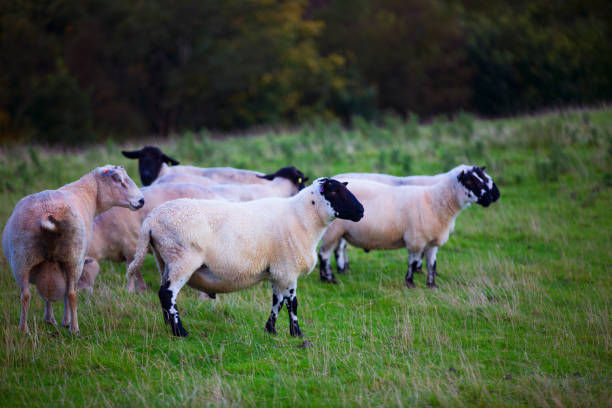 istock The sheep of Wales 856870452