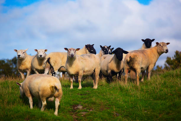istock The sheep of Wales 856872738