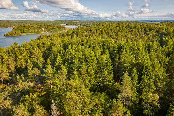 istock Pine wood forest and lakes in Finland. Nature background 856872778