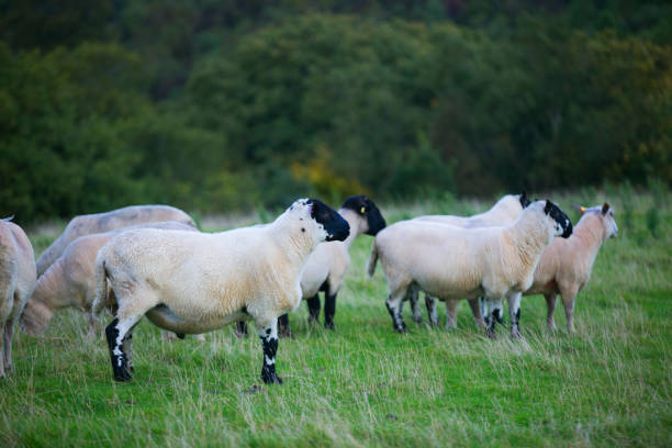 istock The sheep of Wales 856872828