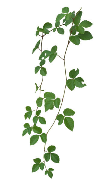 istock plant isolated ivy green vine climbing tropical. Clipping path 856873172