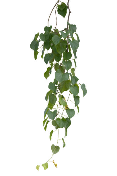 istock plant isolated ivy green vine climbing tropical. Clipping path 856873182