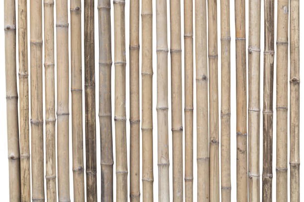 istock bamboo fence isolated on white background. clipping path 856873212
