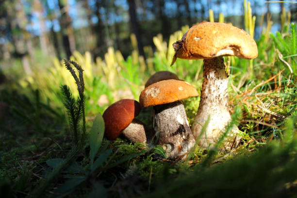 istock Forest mushrooms on a glade in a green moss. 856875510
