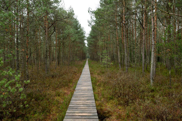 istock Cognitive track of Varnikai botanical-zoological preserve 856877842
