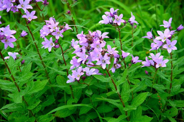 istock Park landscape and plants in Sapporo 856880204