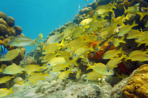 Caribbean sea school of fish in a coral reef Underwater scenery in the Caribbean sea with a school of fish (French grunt) on a coral reef grunt fish photos stock pictures, royalty-free photos & images