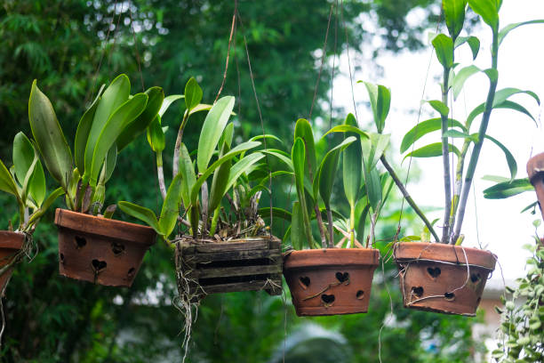 istock Plant in pottery pot hang decoration in Thai home 856881114
