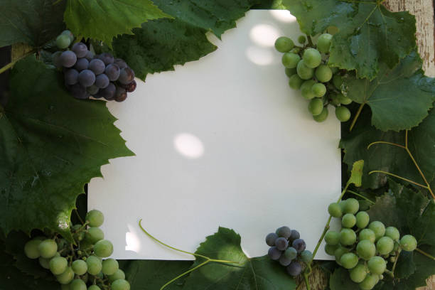 background of grape leaves and grapes with space for text