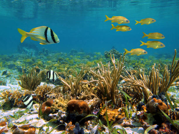 istock Caribbean sea wildlife 856883776