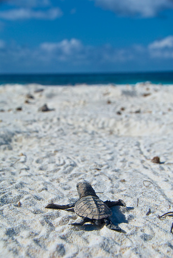 turtle hatchling makes his way to the ocean