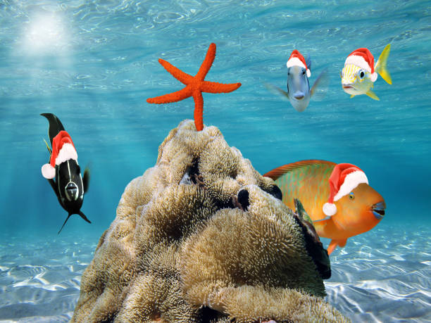 Christmas fish in red Santa Claus hat